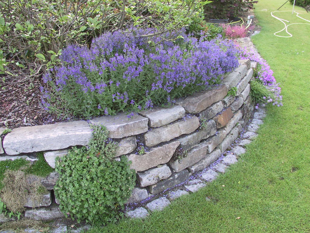 Veronica austriaca Knallblau.jpg